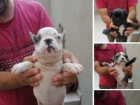 French buldog yavruları