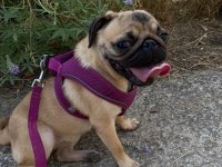 Pug köpeği dişi