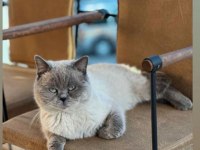 Son 1 yavru scottish fold