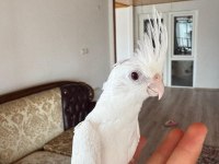 2 aylık albino sultan papağanı