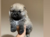 Teacup Pomeranianboo Erkek Bebeğim