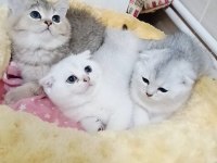 Safkan A kalite scottish fold bebeklerim