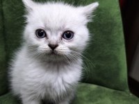 Sağlıklı british shorthair blue point yavrum