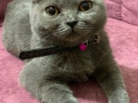 Sevimli dostumuza sıcak yuva scottish fold
