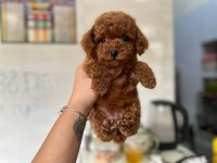 Toy poodle teacup 0 boy