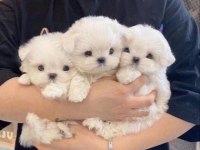 Maltese Terrier Sıfır Numara Xs Büyümeyen Yaramazlar