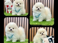 Teddy Bear Pomeranian Boo Bebeklerimiz