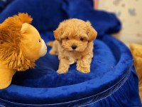 Tea cup ve 0 numara maltipoo yavrular