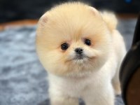 Safkan Oyuncu Kore Pomeranian Yavrularımız