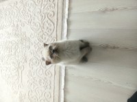 Scottish fold erkek yavrular