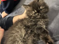 British longhair dişi yavru