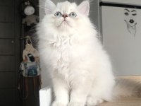 British Longhair Kedilerim