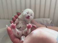 Scottish fold blue point yavru bebek