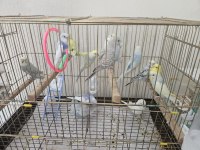 Muhabbet kuşları 3 aylık