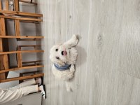 Dünya güzeli orjinal maltipoo yavrum