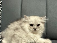 Scottish fold ve british kardeşler