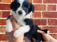 Zeki Sağlıklı Ve Irk Garantili Border Collie Yavruları