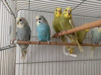 Bebek Muhabbet Kuşu
