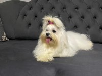 A scrli babadan Kore maltese bebeklerim