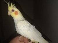 Lutino kırmızı göz sultan papağanı