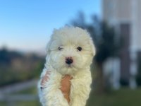 A KALİTELİ MALTESE TERRİER YAVRULARI