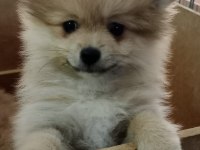 Pomeranian köpeği yavrularımız