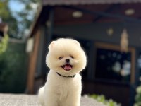 Dünyalar tatlısı mini boy beyaz pomeranian boo