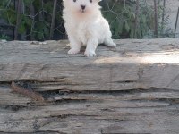 A kalite malta terrier