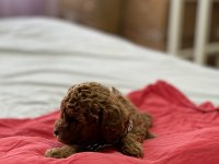 TEACUP RED BROWN KORE POODLE YAVRUMUZ YENİ YUVASINA HAZIR