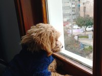 4 aylık maltipoo yavru