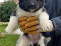 Amerikan Akita Yavrularım