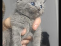 En özel renklerde tatlı scottish fold yavrularımız