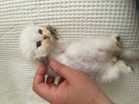 2.5 aylık scottish fold longhair