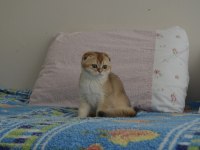 Golden scottish fold erkek yavru