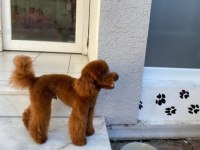 Korea Kan Erkek Red brown şecereli poodle yetişkin erkek