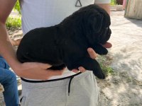 4 nisan doğumlu cane corso anne baba secereli