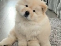 Chow Chow Çin Aslanı yavrular