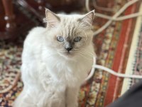 DİŞİ RAGDOLL KEDİME ERKEK EŞ ADAYI ARIYORUM
