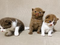 British shorthair yavrular 20 günlük