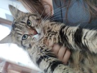 Melez long hair kedi