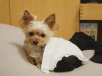 Gold silver renk yorkshire terrier