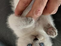 British shorthair yavrular ırk sağlık garantili