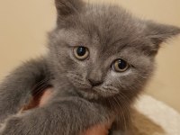 Veteriner kliniğinden safkan yavrular scottish fold