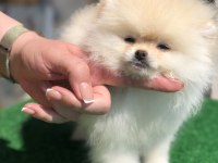 3.5 aylık Show kalite dişi Pomeranian boo