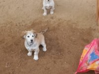 Köpeklere ACİL Yuva aranıyor