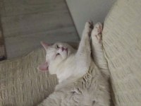 ÜCRETSİZ 3 YAŞINDA KISIR KEDİMİZE AİLE ARIYORUZ