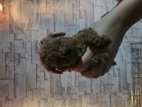 Teacup toy poodle yavrularımız