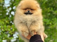 Mersin pomeranian yavru