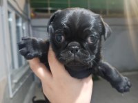Sahibinden 3 aylık siyah erkek yavru pug