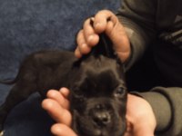 2 aylık dişi cane Corso